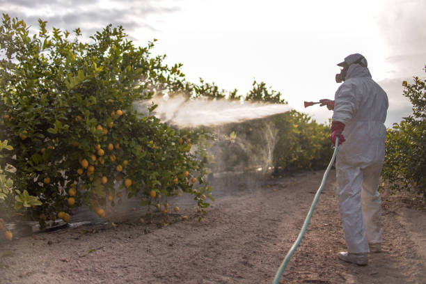 Best Insect Control  in Mayfield, KY
